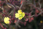 Mexican primrose-willow